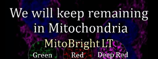 mitobright